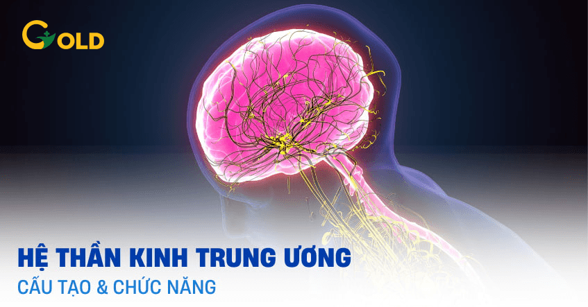 he-than-kinh-trung-uong
