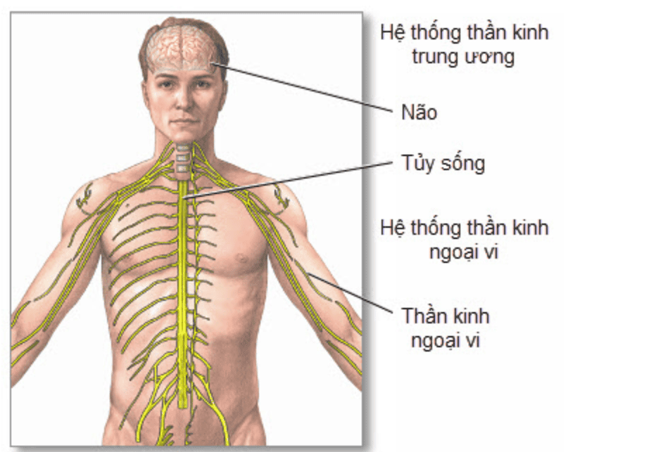 phuc hoi chuc nang2